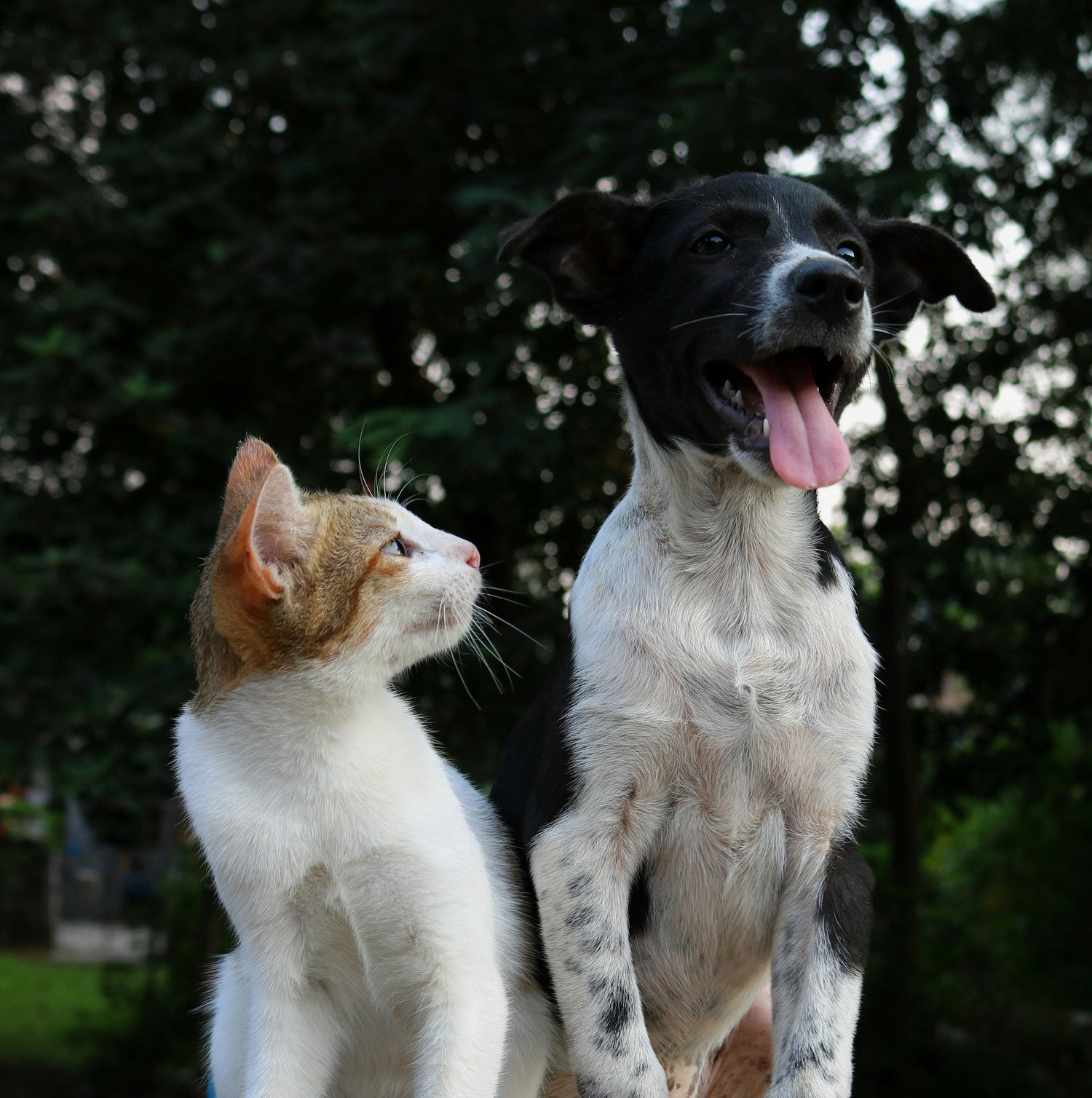 Pet Supplies